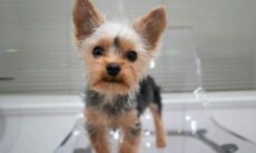 As 10 melhores raças pequenas de cães para que vai ter seu primeiro pet