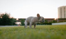 Capisci perché non dovresti mai buttare le feci degli animali nel water e tirare lo sciacquone. Foto: Riproduzione Karsten Winegeart/Unsplash