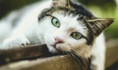 Donos sabem pouco a respeito dos próprios gatos, indica estudo