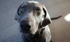 Hundar orsakar $ 3 000 skada på en bil under jakten på en katt. Foto: Reproduktion Oliver Leysen Unsplash