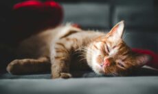 Entenda como os gatos conseguem cair no sono com tanta rapidez