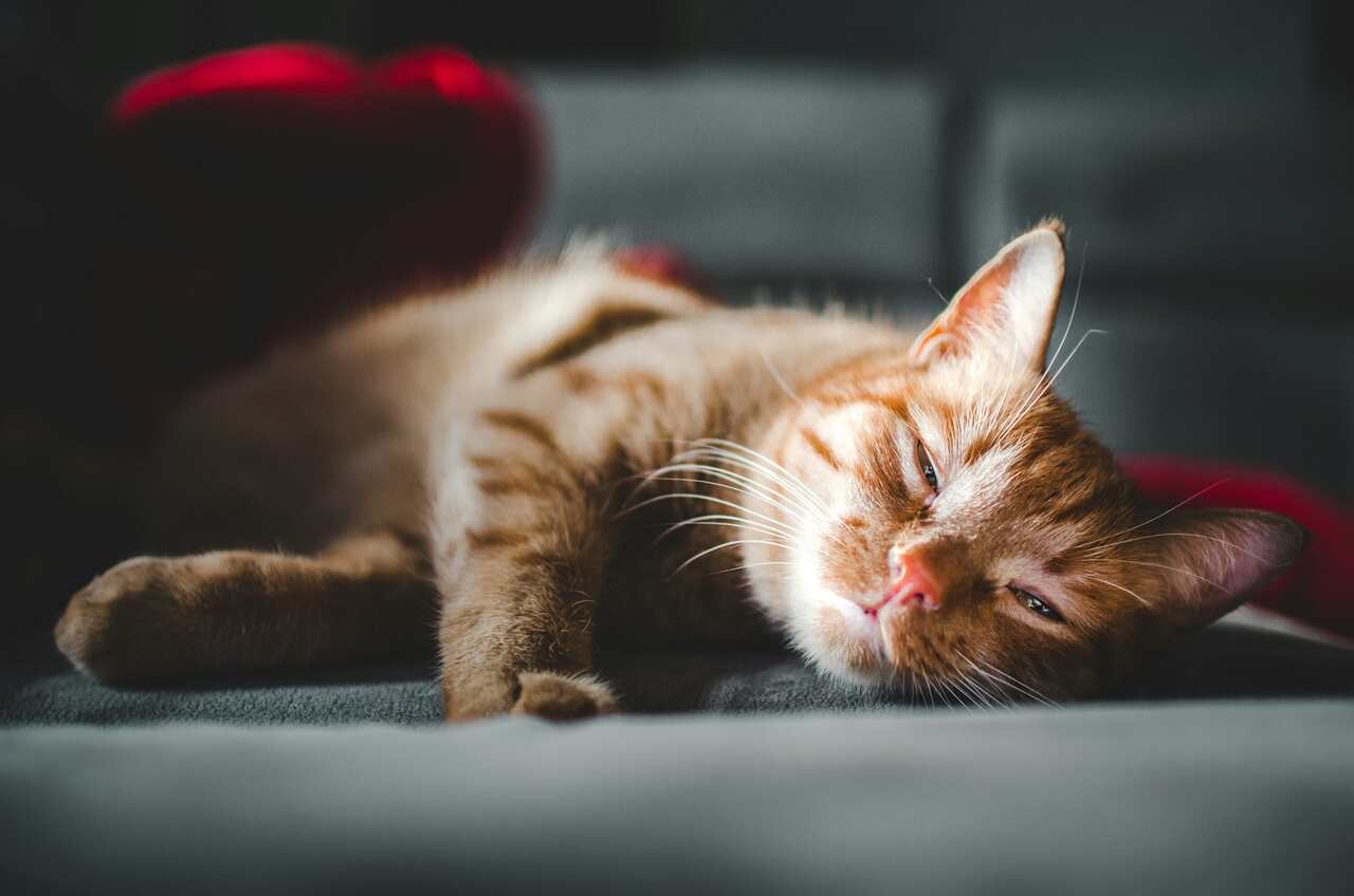 Verstehen Sie, wie Katzen so schnell einschlafen können