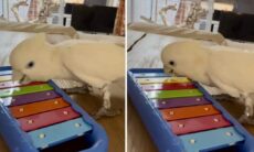 Nymphensittich spelar keyboard och är väldigt stolt. Foto: Reproduktion Instagram