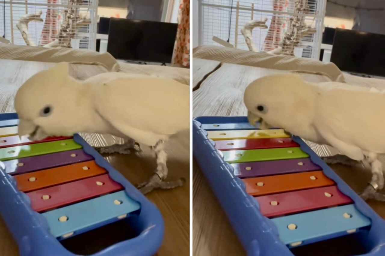 Funny video: cockatiel plays keyboard and gets all proud