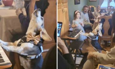 Valp spelar keyboard och sjunger för att muntra upp familjelunchen. Foto: Instagram Reproduktion