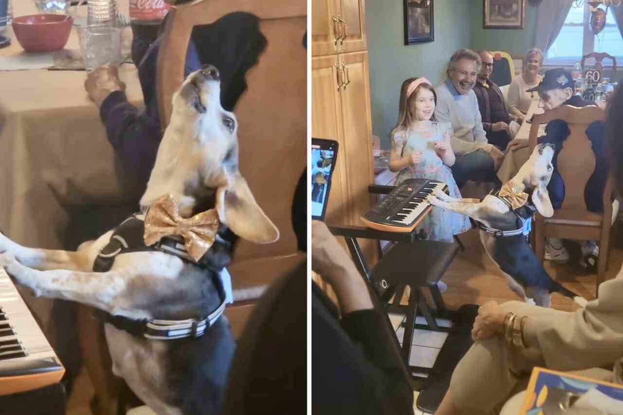 Puppy plays keyboard and sings to cheer up family lunch. Photo: Instagram Reproduction