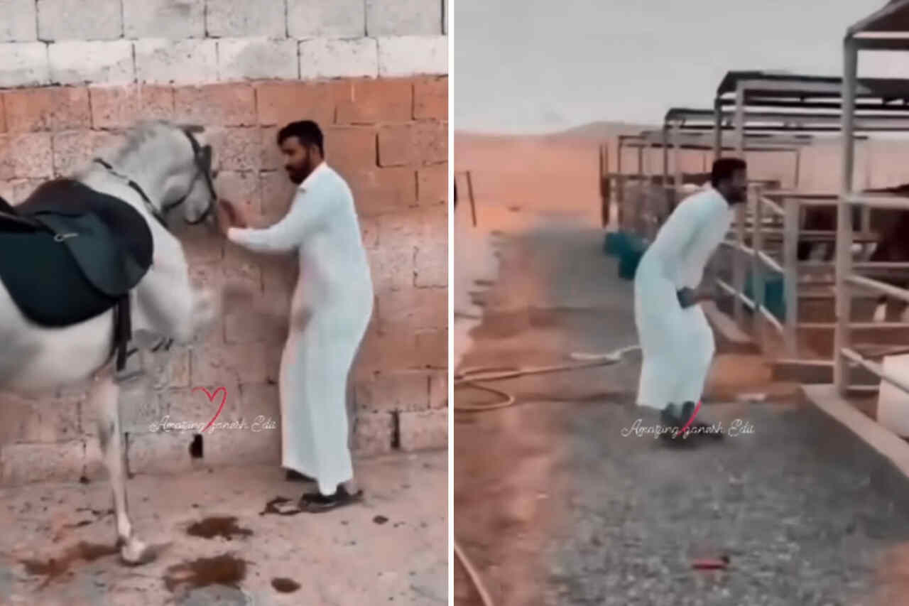 Pijnlijke video: paard bedenkt de frontale trap en raakt man op gevoelige plek