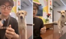 Ägare "driver sina husdjur galna" med trolleritrick. Foto: Instagram Reproduktion