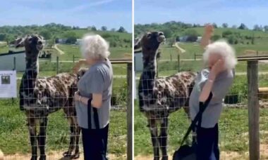 Vídeo adverte: não tente beijar uma alpaca