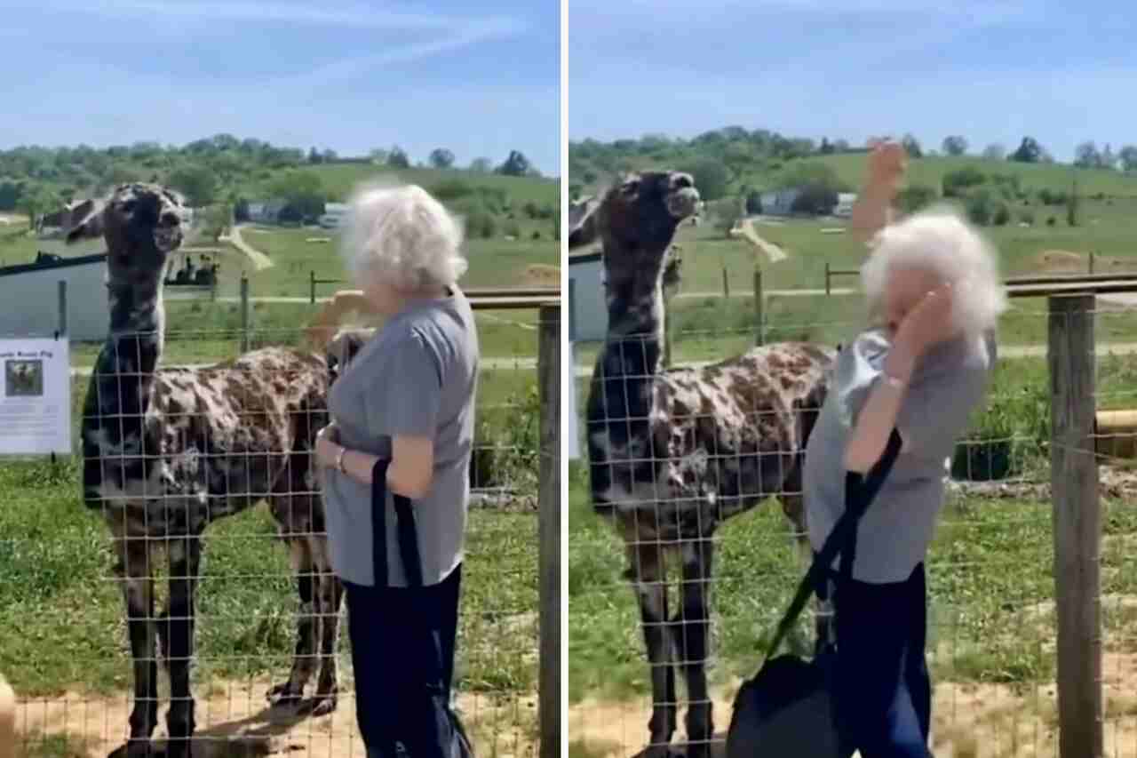 Video avverte: non provare a baciare un'alpaca