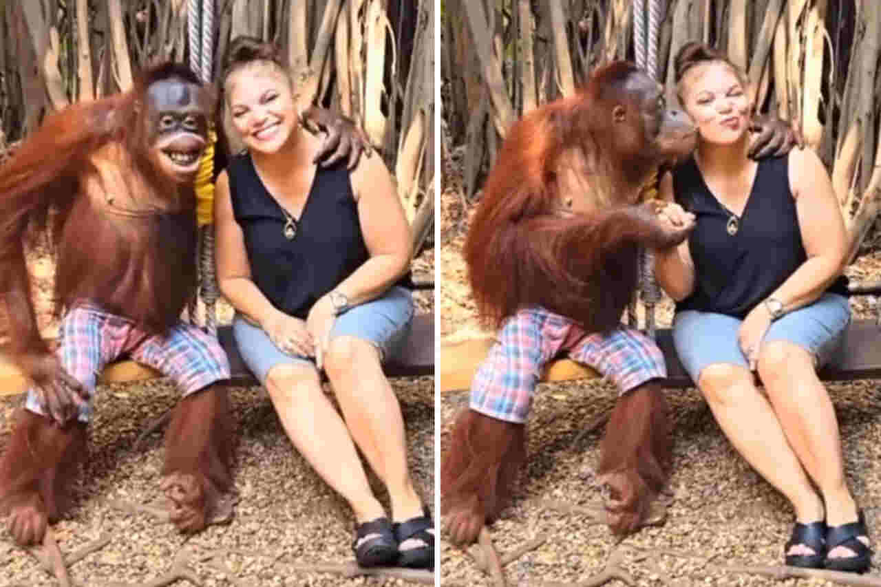Video divertente: scimmia estremamente romantica cerca di sedurre una donna in parco