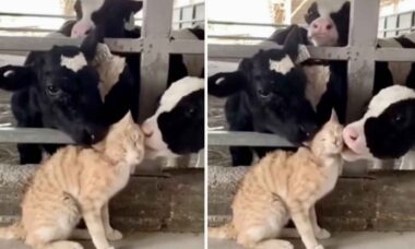 Vídeo fofo: vacas dão um banho de afeto em gatinho