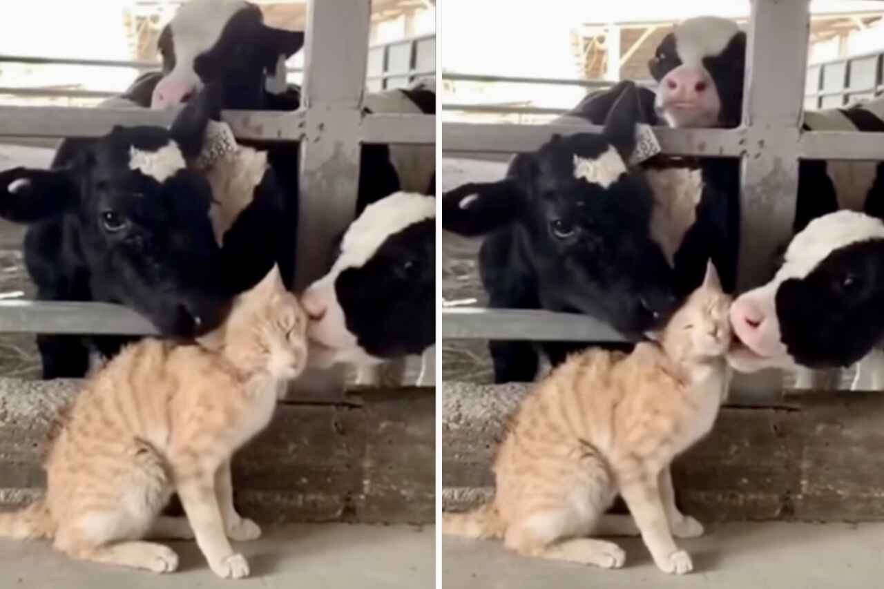 Vídeo fofo: vacas dão um banho de afeto em gatinho