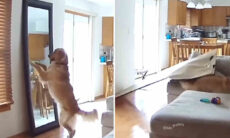 Vídeo registra os cães mais destruidores de que se tem notícia