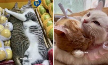 Vídeo fofo registra os gatos mais carinhosos que você vai ver hoje