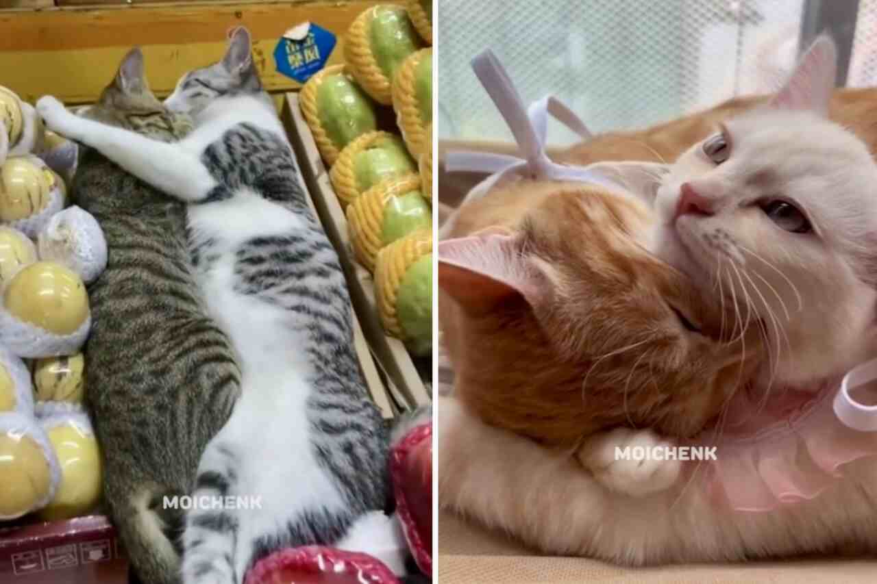 Cute video captures the most affectionate cats you'll see today