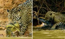 Vídeo impressionante mostra jaguar em luta mortal com cobra e jacaré