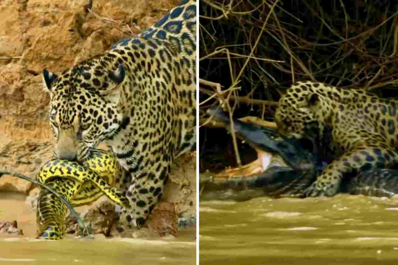 Impressive video shows jaguar in deadly fight with snake and alligator