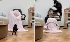 Vídeo hilário: gatos assustados são capazes de coisas inacreditáveis