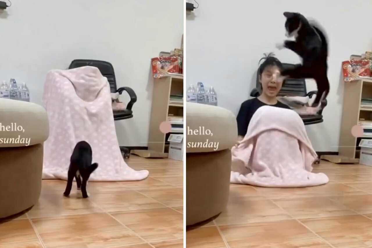 Hilarious video: scared cats are capable of unbelievable things