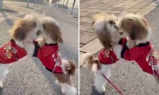 Vídeo hilário: cãezinhos fofos entram numa discussão quase violenta