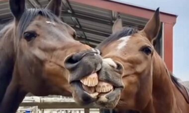 Vídeo hilário: cavalos comprovam que beijar e sorrir ao mesmo tempo é impossível