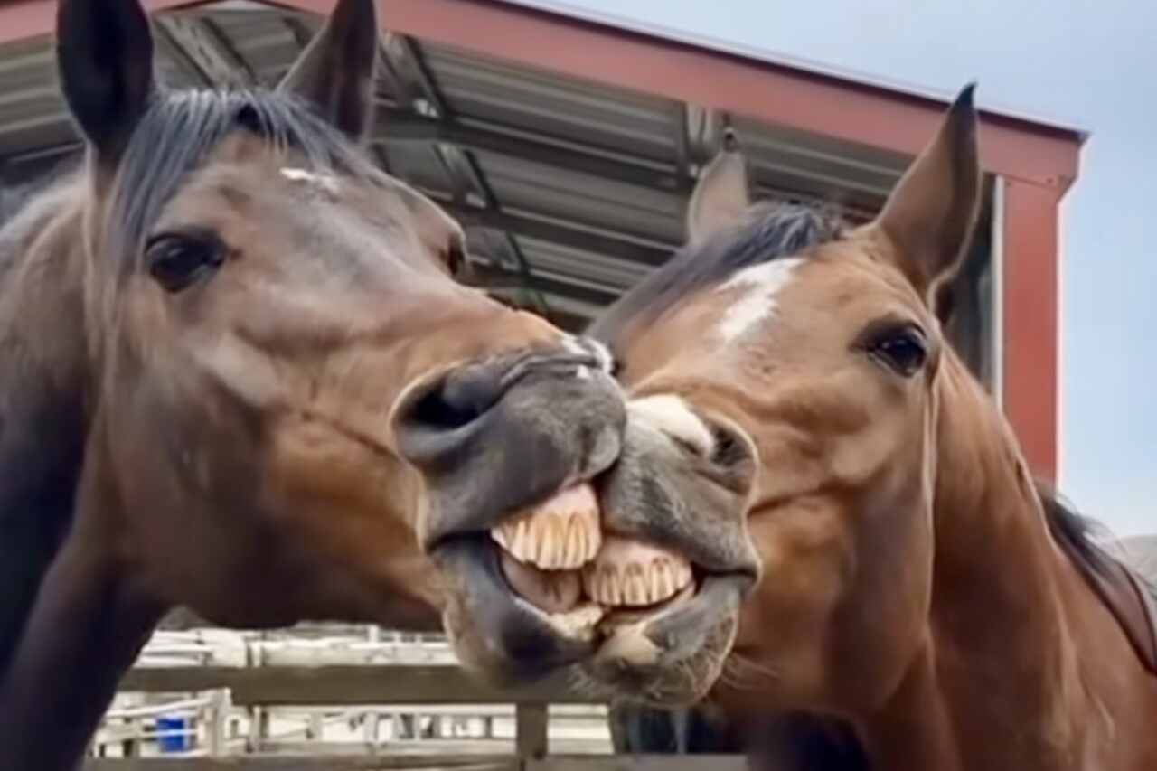 Hilarious video: horses prove that kissing and smiling at the same time is impossible