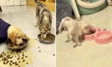 Vídeo hilário reúne cães que comem das maneiras mais bizarras