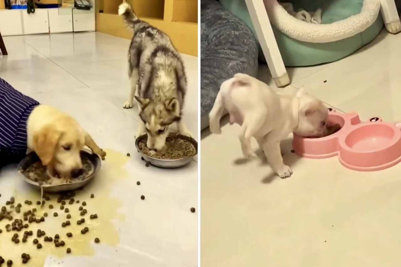 Morsom video viser hunder som spiser på mest bisarre måter