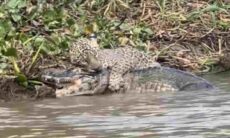Vídeo registra duelo de vida e morte entre onça e jacaré