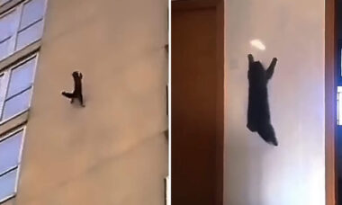 Vídeos impressionantes mostram gatos desafiando a gravidade