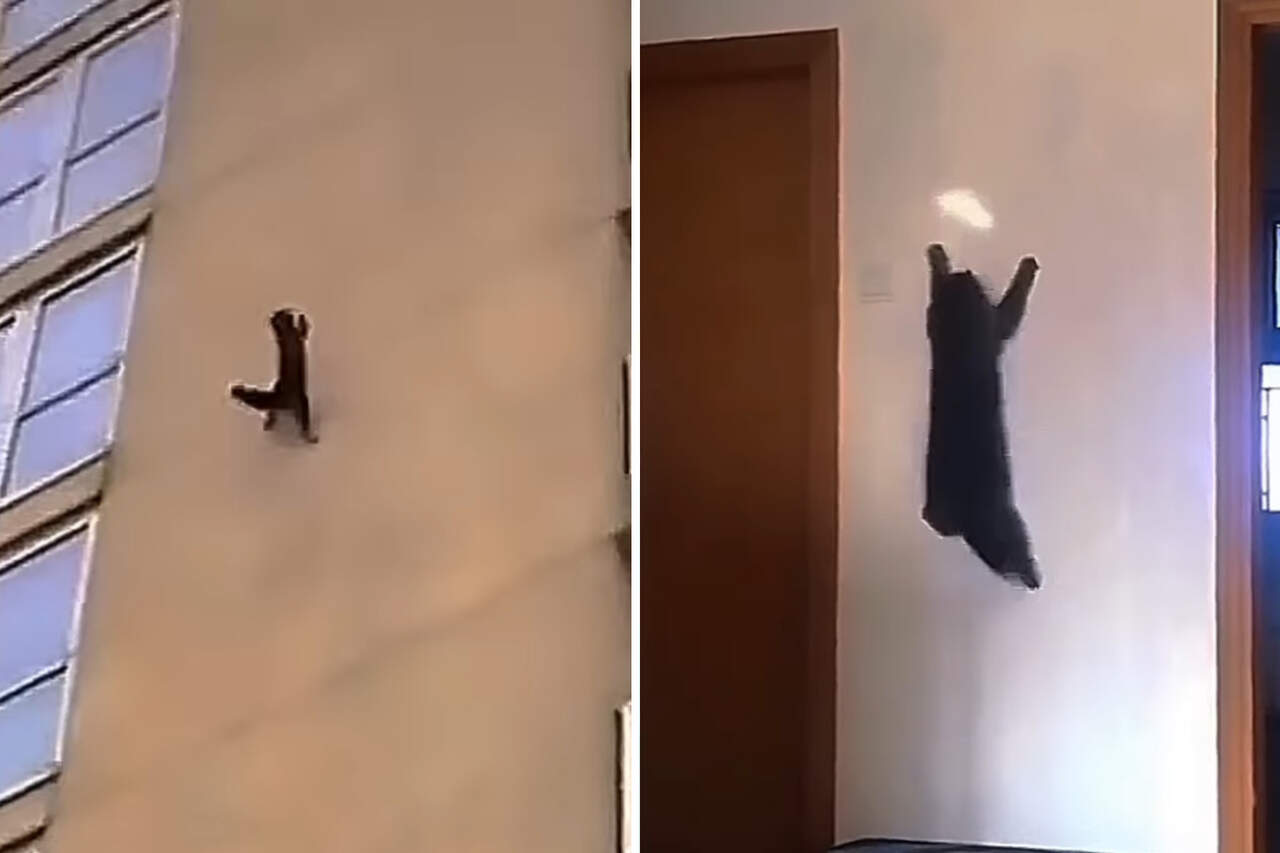 Impressive videos show cats defying gravity