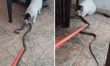 Kat verrast en brengt een slang als "cadeau" naar huis. Foto: Reproductie Instagram