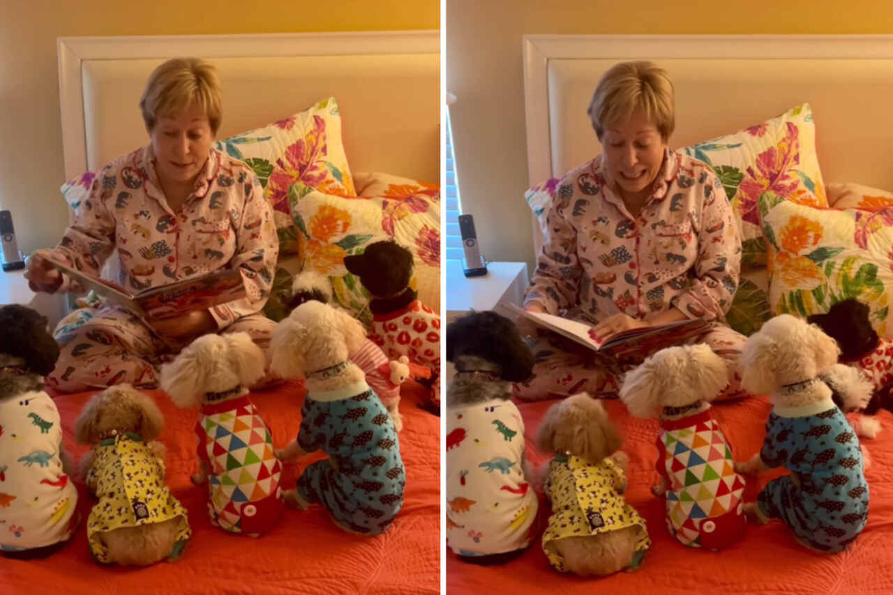 Eine Frau liest eine Gutenachtgeschichte für ihre 6 Hunde vor. Foto: Reproduktion Instagram