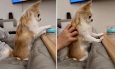 Bortskämd valp har till och med en klocka för att be om gos. Foto: Reproduktion Instagram