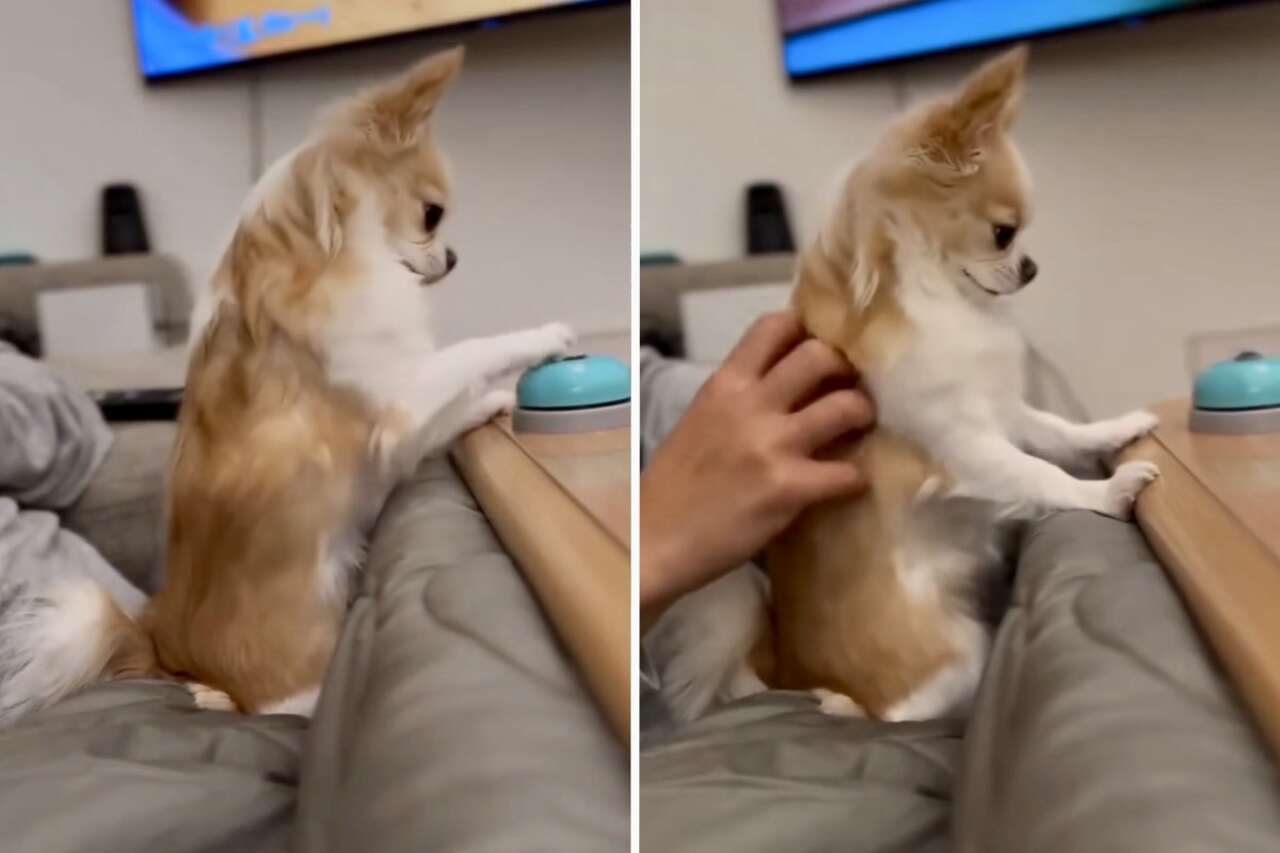 Vídeo hilário: cãozinho mimado tem até sino para pedir carinho