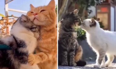 Vídeos fofos: esses são os gatos mais românticos que você vai ver hoje
