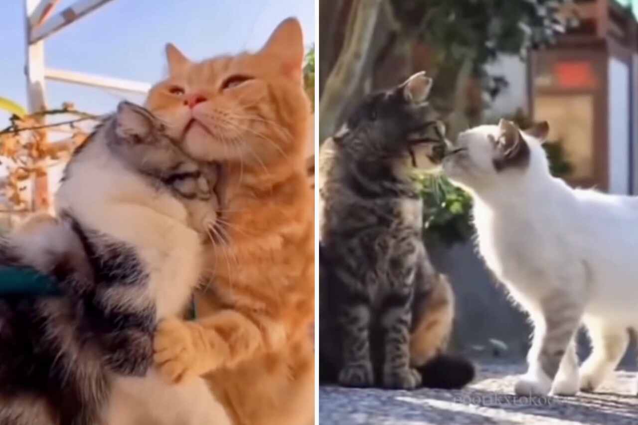 Cute Videos: These are the most romantic cats you will see today