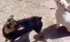 Vídeo hilário: cães bilíngues são fluentes em cacarejo