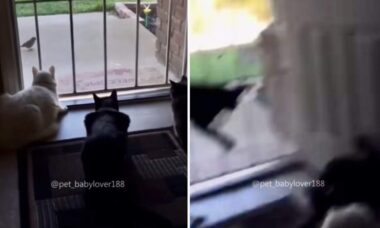 Compilação de vídeos hilários reúne gatos assustados