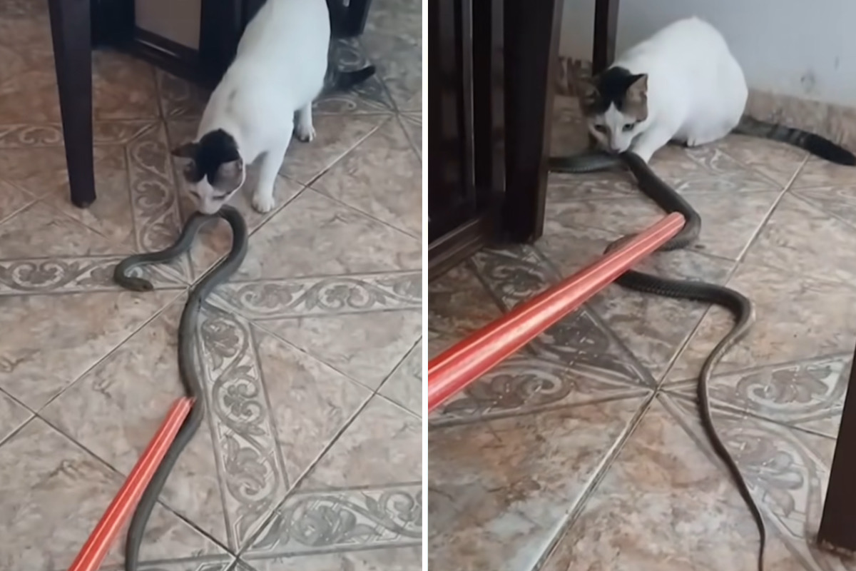 Vídeo mostra gato que traz uma cobra de 'presente' pra casa