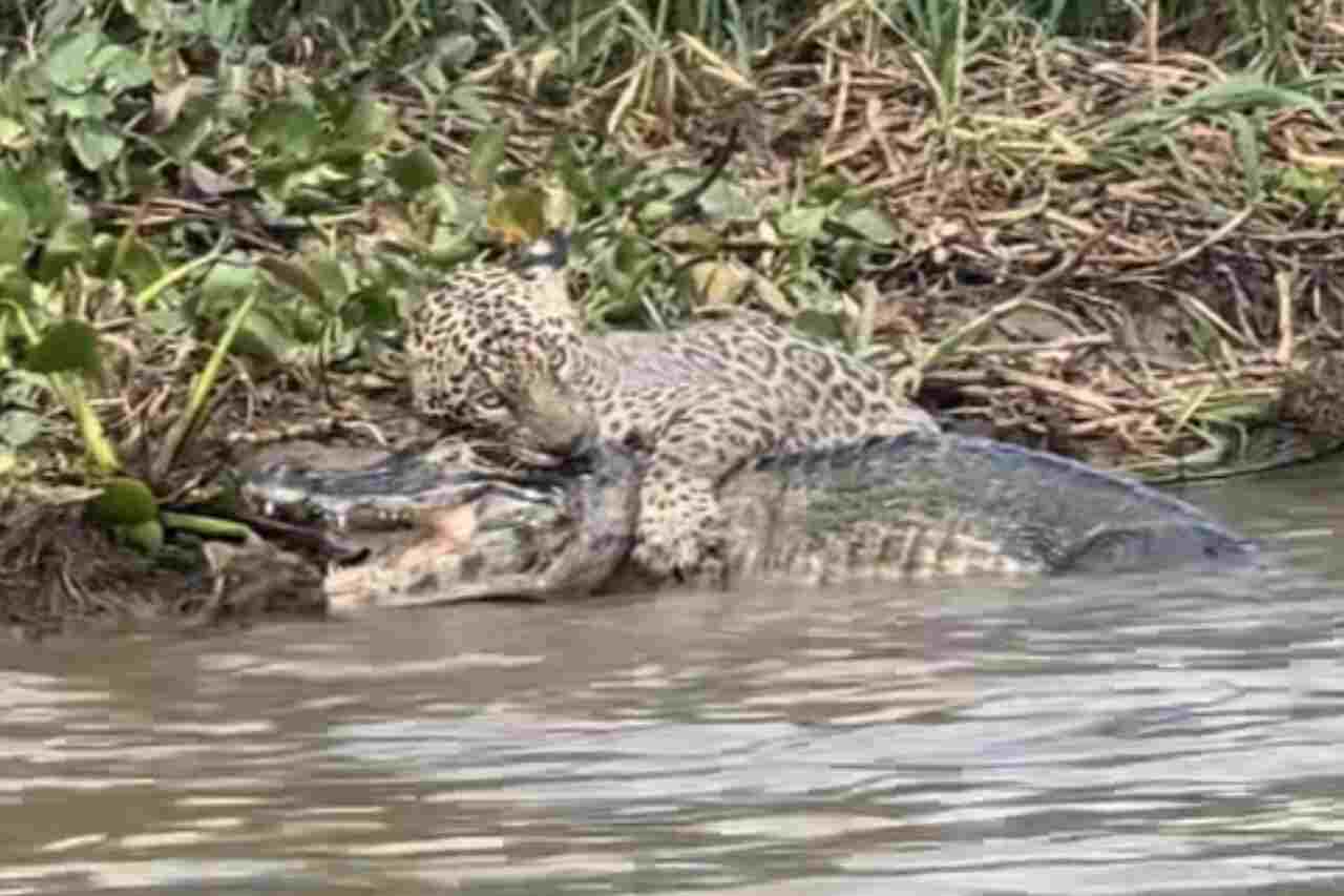 Video records life-and-death duel between jaguar and alligator