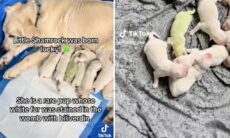 Conheça Shamrock, o filhote de golden retriever que nasceu verde