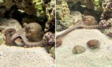 Gravid bläckfisk med 50 ungar adopteras av en familj. Foto: Reproduktion TikTok