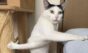 I en konstig position inspirerar en japansk katt memes. Foto: Reproduktion Twitter