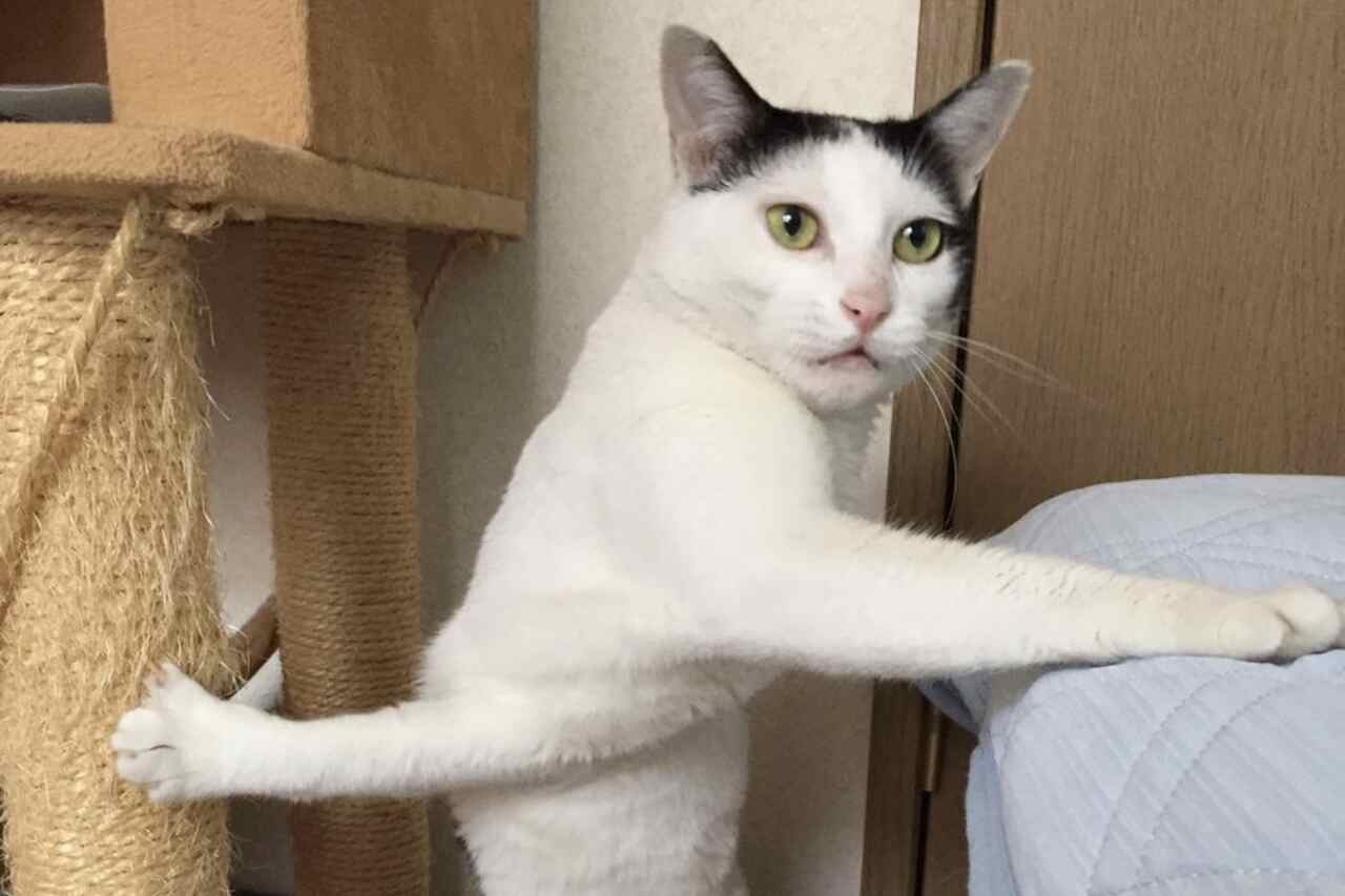 I en konstig position inspirerar en japansk katt memes. Foto: Reproduktion Twitter
