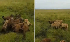 Vídeo impressionante: leoa atacada por bando de hienas é salva por seus colegas