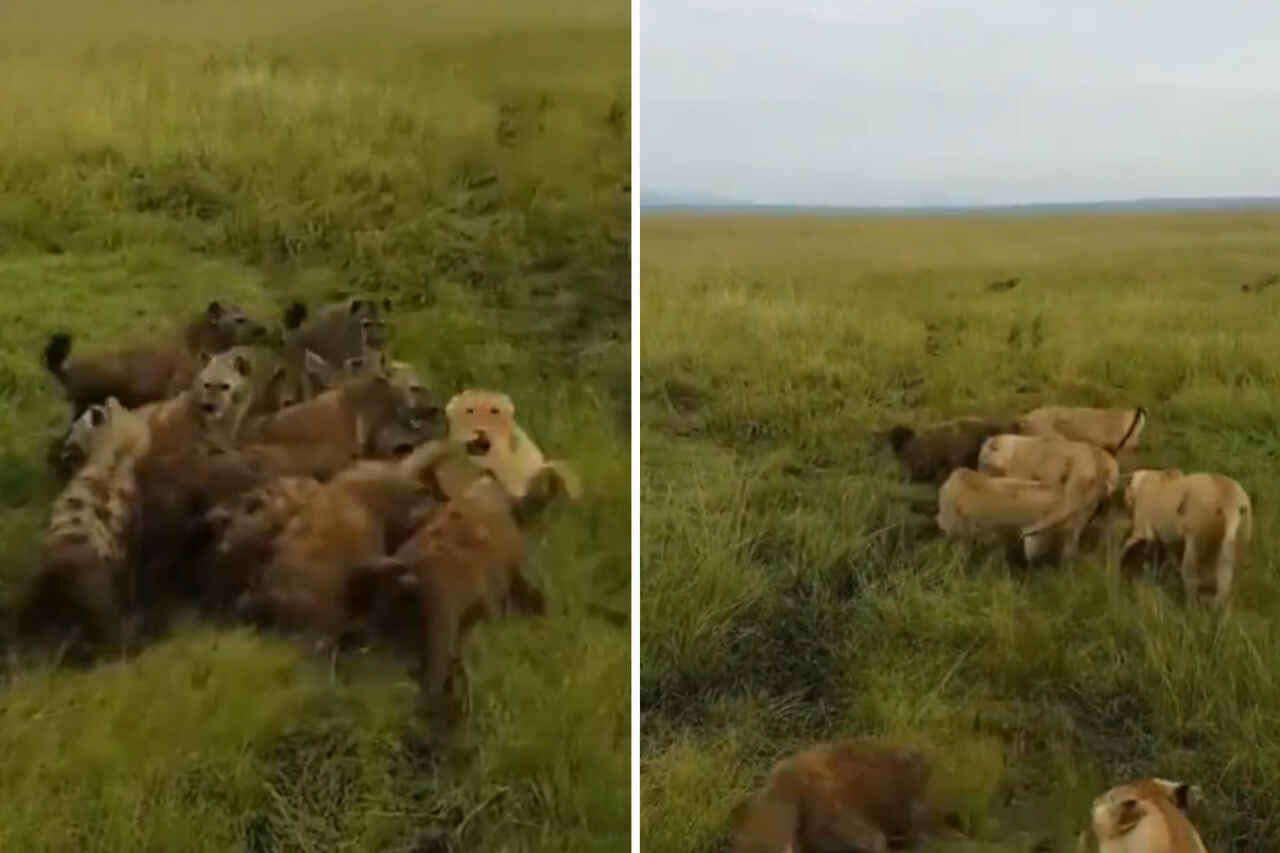 Imponerande video: lejoninna attackerad av flock hyenor räddas av sina kollegor