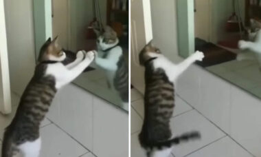 Vídeo hilário: gato usa espelho para treinar boxe