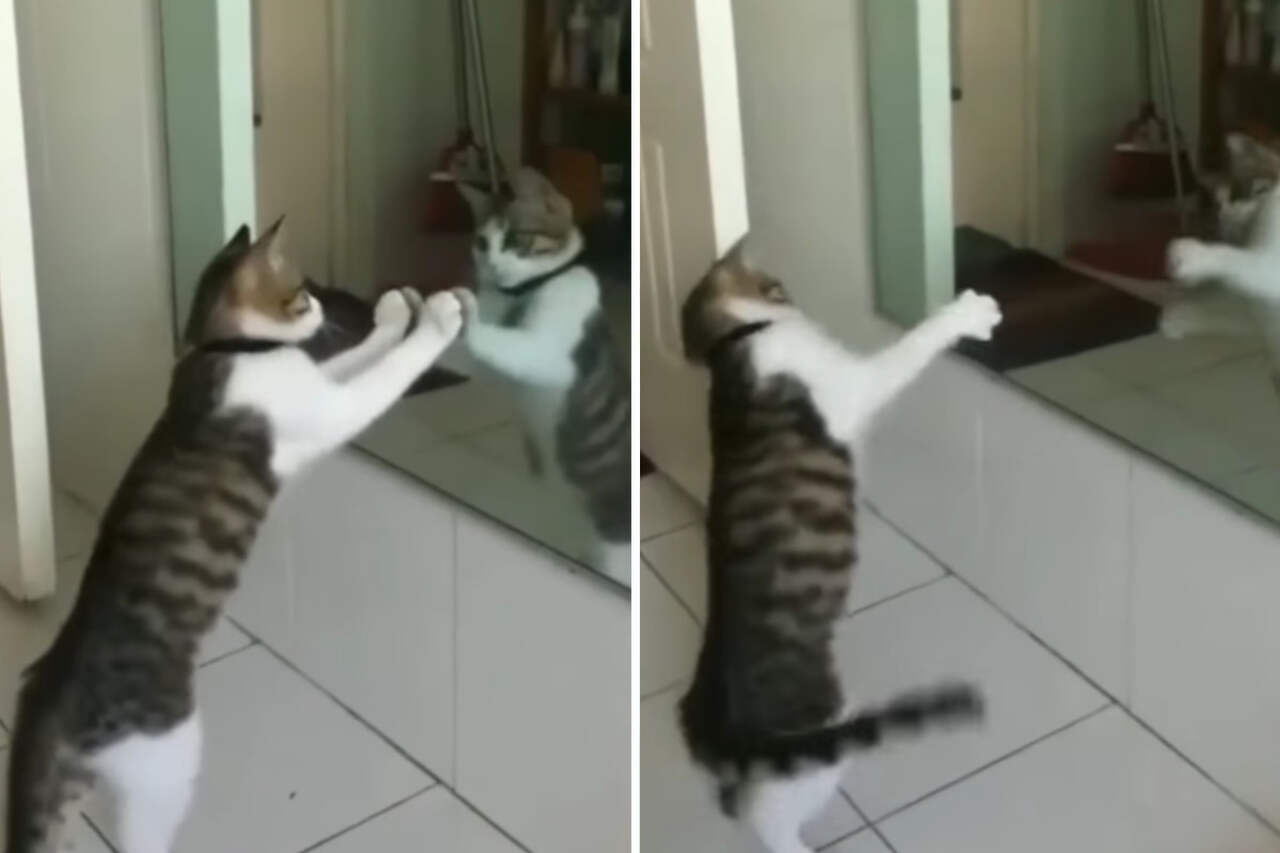 Morsom video: katt bruker speil for å trene boksing